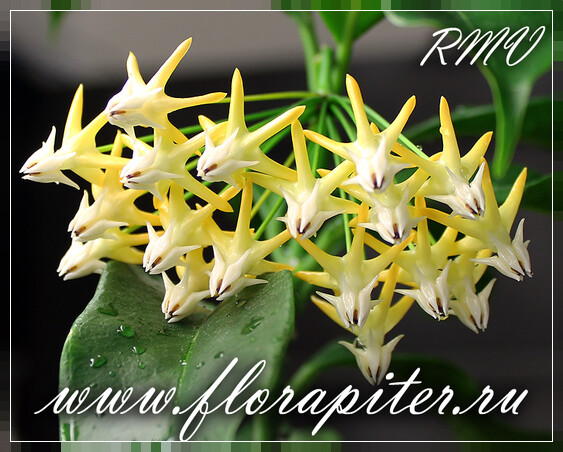 Хойя мультифлора (многоцветковая) - Hoya multiflora