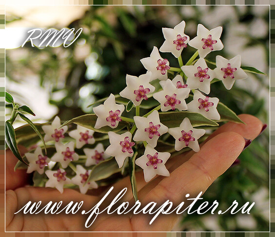 Хойя 'Белла' вариегата- Hoya bella variegata
